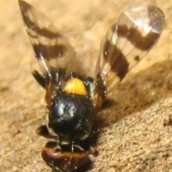 mosca-cerezo-bierzo--980x616