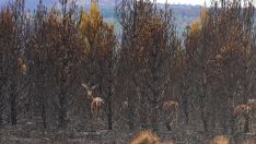 Sierra de la Culebra tras el incendio