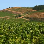 César Sánchez - Viñedos en El Bierzo 