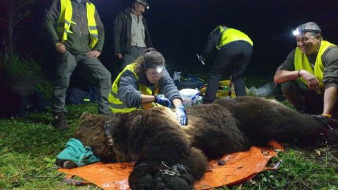 Procedimiento de radiomarcaje a un oso en el Alto Sil, mismo procedimiento que se quiere aplicar en Villarino