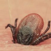 La Junta recomienda extremar las precauciones para evitar las picaduras de garrapatas