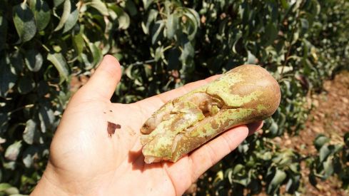 Explotaci�e pera conferencia en el municipio de Corull�Le� afectada por la fuerte granizada de ayer