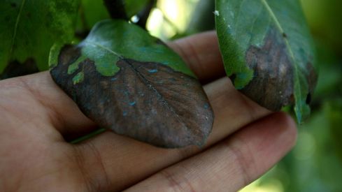 Perales afectados por el fuego bacteriano en El Bierzo.