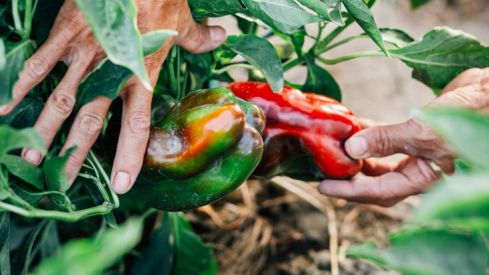 I2YNSYXPZZO5BAU2OQORU54MVU