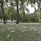 polen (10)