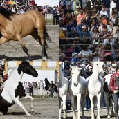 camponaraya caballos