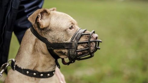 Perro potencialmente peligroso