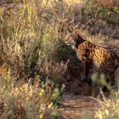 lince iberico castilla leon | lince iberico castilla leon |