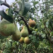 Publicada la solicitud de registro de la Denominación Geográfica Protegida 'Pera del Bierzo' 