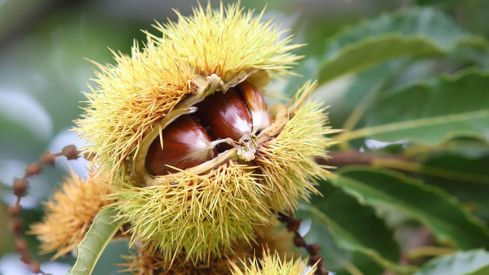 Cesefor crea un catálogo de material vegetal para fortalecer el cultivo sostenible y resiliente del castaño