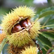 Cesefor crea un catálogo de material vegetal para fortalecer el cultivo sostenible y resiliente del castaño