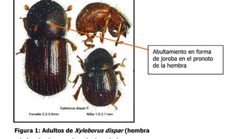 imagen parasito castaño 1200