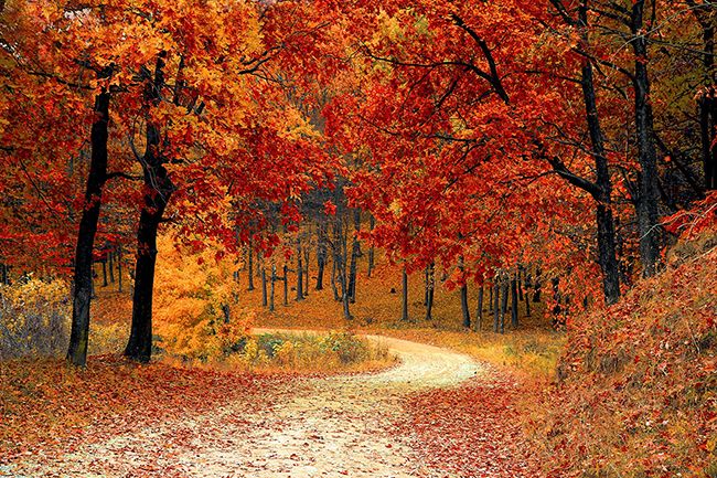 Bosque-otoño-650