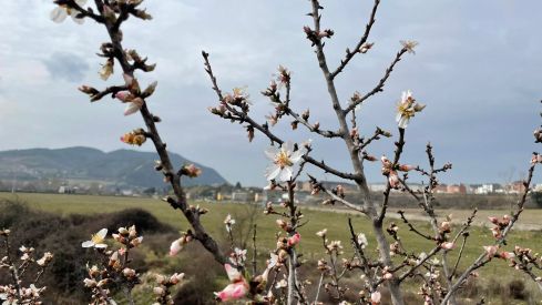 almendros flor bierzo (3) almendros flor bierzo (3)