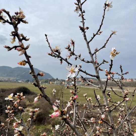 almendros flor bierzo (3) almendros flor bierzo (3)