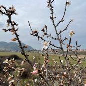almendros flor bierzo (3)