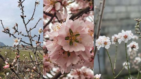 almendros flor bierzo ponferrada