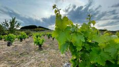 Viñedo del Bierzo Viñedo del Bierzo