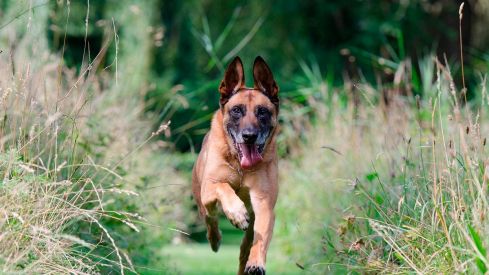 Malinois Belga
