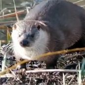 ¿Cómo han cambiado en 30 años los ríos del Bierzo? Una nutria en el río Sil de Ponferrada