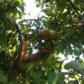 Campaña de recogida de la I.G.P. Pera del Bierzo.