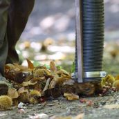 El Bierzo se sitúa como el segundo productor de castañas de España con 18.000 hectáreas de cultivo