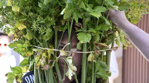 Fiesta de los Maios Villafranca del Bierzo 2023