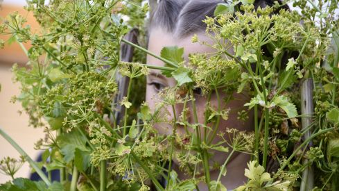 Fiesta de los Maios Villafranca del Bierzo 2023