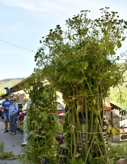Fiesta de los Maios Villafranca del Bierzo 2023