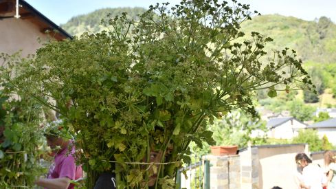 Fiesta de los Maios Villafranca del Bierzo 2023