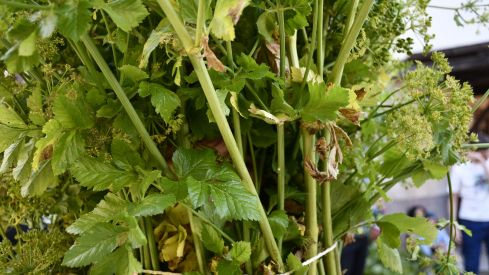 Fiesta de los Maios Villafranca del Bierzo 2023