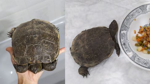 tortuga perdida pantano buscan dueno (2)