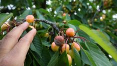 Cereza del Bierzo con hongos | La cereza del Bierzo cosecha más de un lustro de malas campañas y Alimentos de Calidad plantea introducir nuevas variedades 