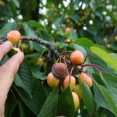 Cereza del Bierzo con hongos | La cereza del Bierzo cosecha más de un lustro de malas campañas y Alimentos de Calidad plantea introducir nuevas variedades 