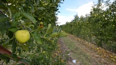 Manzanas reineta en El Bierzo