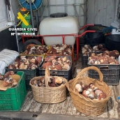 Intervienen más de 1.500 kilos de setas de cargo, boletus y níscalos dispuestos para vender y sin trazabilidad | Foto: Archivo Guardia Civil