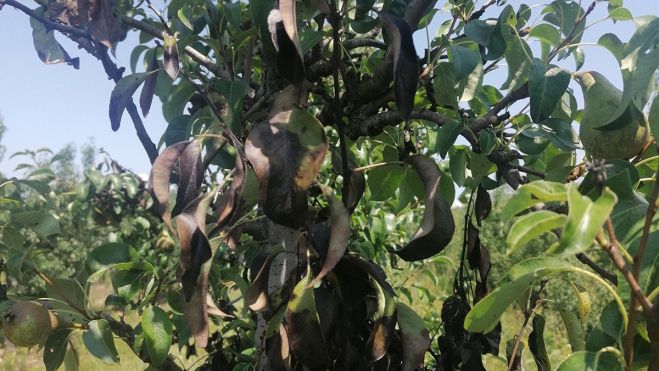 Fuego Bacteriano Fuego Bacteriano