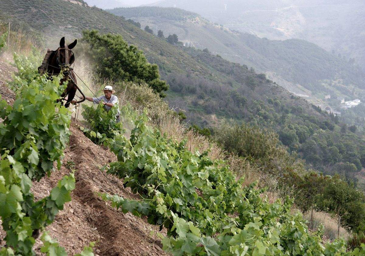 investigacion vinicola ule investigacion vinicola ule