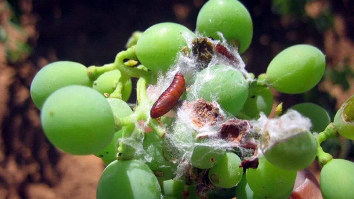 La polilla del racimo La polilla del racimo