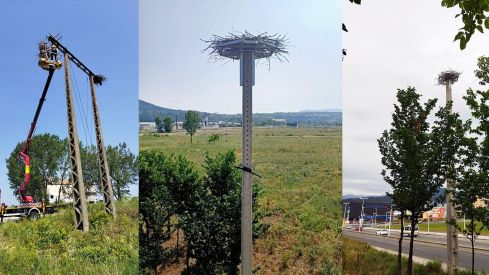 Nidos de cigüeña en el Anillo Verde