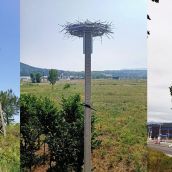 Nidos de cigüeña en el Anillo Verde