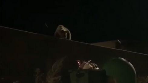 Un oso rebuscando en la basura en Laciana