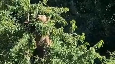 Oso comiendo cerezas. Foto y vídeos: Alipio Garcia Fernandez