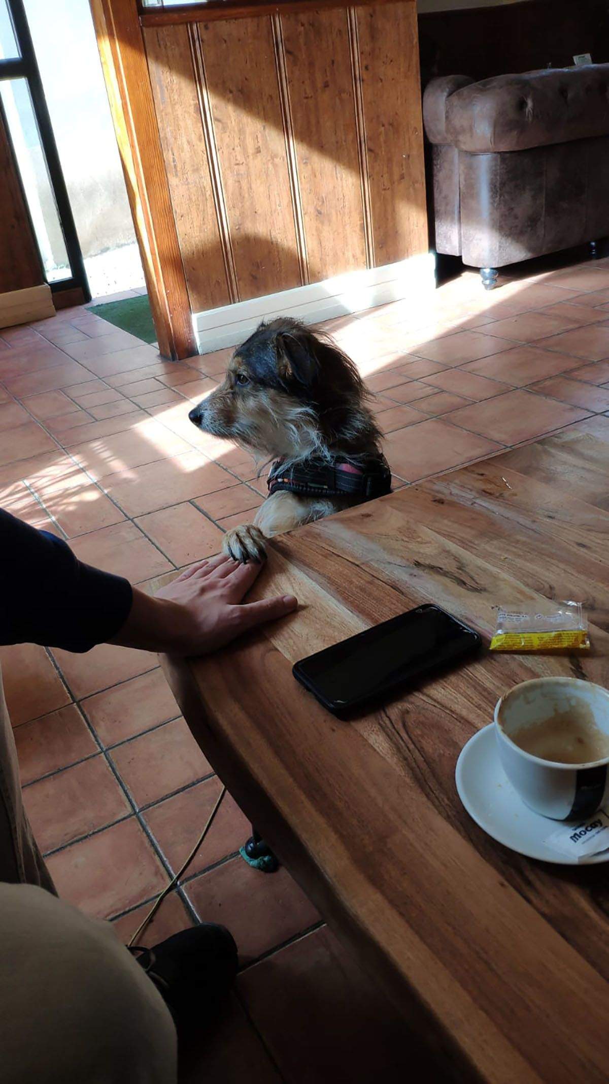 La perrita Kira disfrutando en la Coherencia Bar