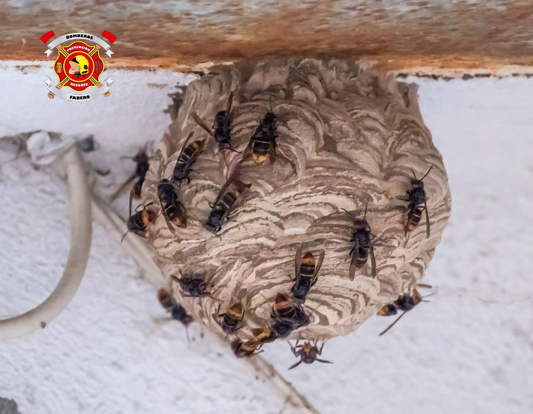Los Bomberos de Fabero retiran un nido de avispa asiática de una casa en  Vega de Espinareda