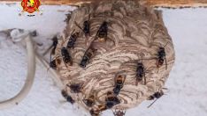 Bomberos de Fabero retiran un nido de avispa asiática