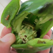 Foto de Archivo Alertan sobre la plaga de Spodoptera en el Pimiento del Bierzo