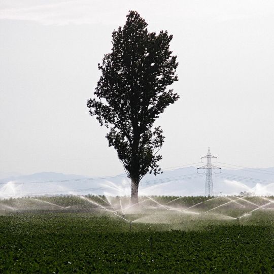 Campo de cultivo de la provincia de León dedicados a la remolacha 