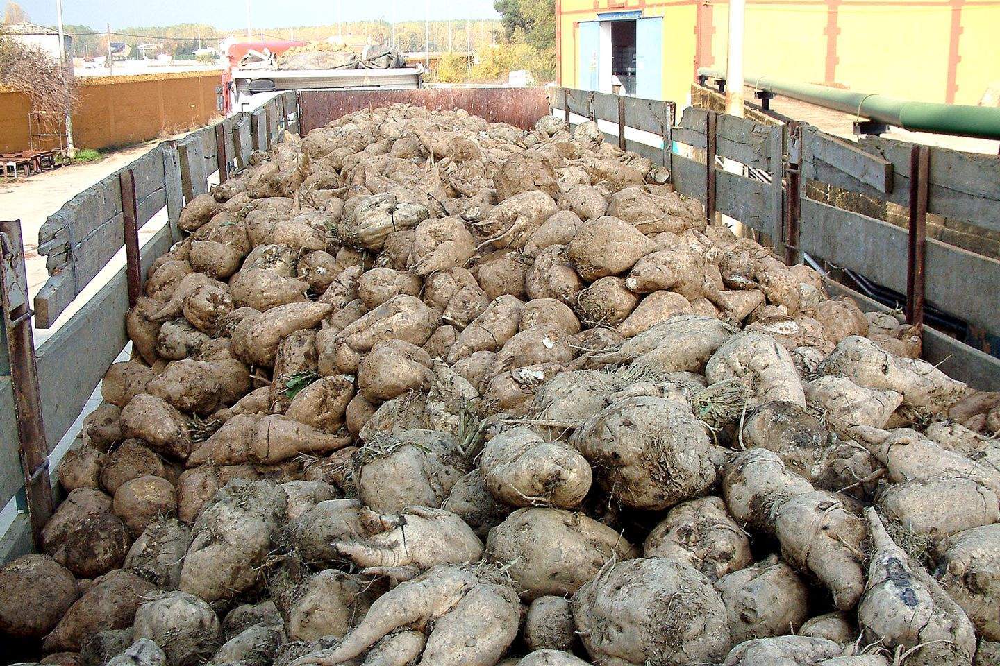 recogida remolacha leon recogida remolacha leon