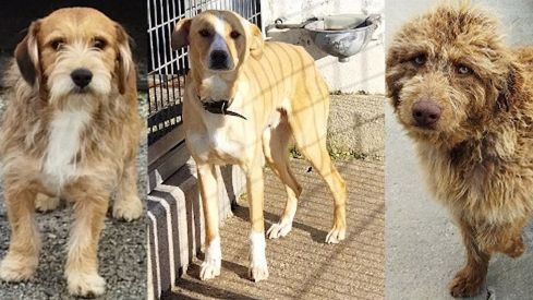 Albergue canino de Ponferrada